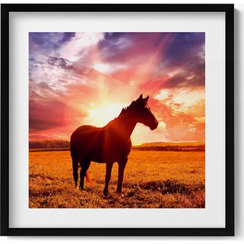 Obraz Závěsný obraz rámeček černé barvy Kůň na poli při západu slunce 50x50 cm