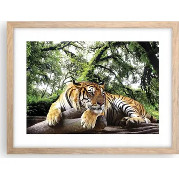 Obraz Obraz plakát v rámu světlý dub do obýváku 40x30 tygr foto na zeď