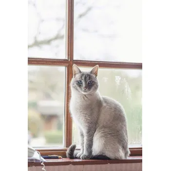 Obraz Plakát Kočka na parapetu okna bez rámu 61 x 90,5 cm