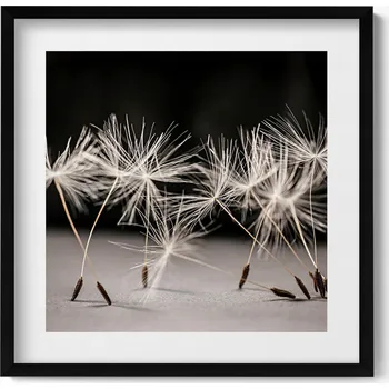 Obraz Obraz v černém rámu nástěnná dekorace Jemné chmýří pampelišky 50x50 cm
