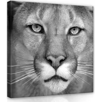 Obraz OBRAZ NA PLÁTNĚ CANVAS 80x80 LVICE LEV PUMA KOČKA