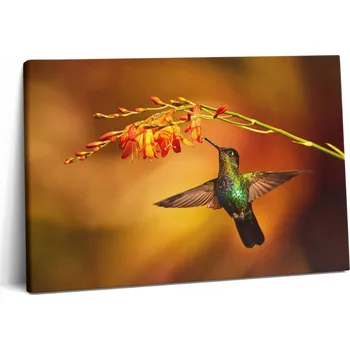 Obraz Obraz na zeď Canvas Hobby Do obýváku Dárek Kolibřík Pták 60x40 cm