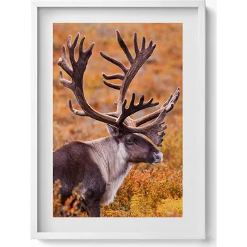 Obraz Elegantní obraz do obýváku v bílém rámu Zvíře - jelen na poli 50x70 cm