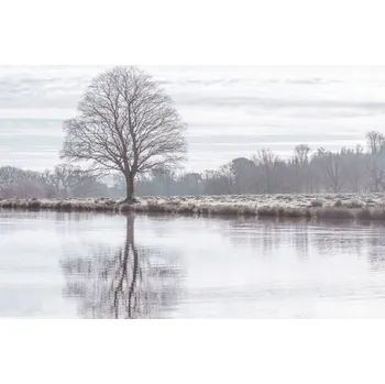 Obraz Plakát Odraz stromu v rybníku bez rámu 66,5 x 46,5 cm