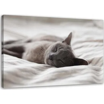 Obraz Obraz na plátně - Canvas, spící kočka 90x60