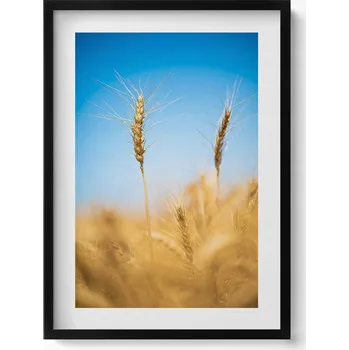 Obraz Nástěnný obraz v černém rámu, dekorace interiéru - Klásky na pozadí oblohy, 50x70 cm