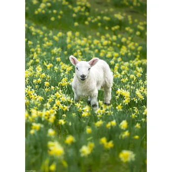 Obraz Plakát Beránek na poli narcisek bez rámu 21 x 29,7 cm