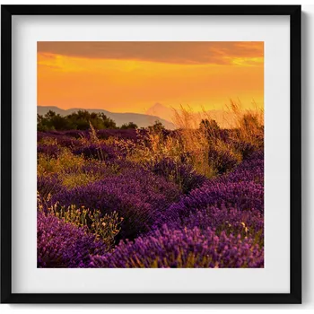 Obraz Nástěnný obraz dekorace interiéru Levandulová louka Provence Francie 50x50 cm