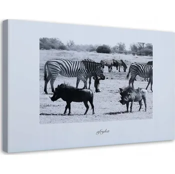 Obraz OBRAZ NA PLÁTNĚ ČERNOBÍLÁ ZVÍŘATA 60x40