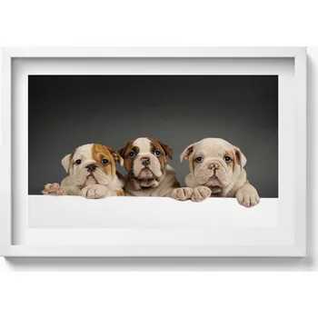 Obraz Dekorativní obraz v bílém rámu do obývacího pokoje Tři štěňata pejsci 60x40 cm