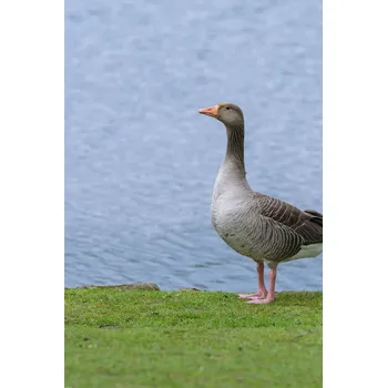 Obraz Plakát Husa bez rámu 61 x 91,5 cm