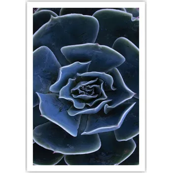 Obraz Plakát na zeď bez rámu 70x100 květ agáve obraz plakáty do obývacího pokoje