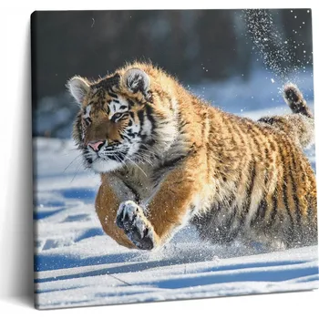 Obraz Foto Obraz Canvas Do Gabinetu Premium Huňatý Tygr ve Sněhu 60x60 cm
