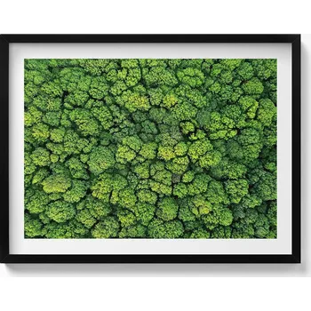 Obraz Dekorace obraz s grafikou v krásném černém rámu Příroda rostliny mech 80x60 cm