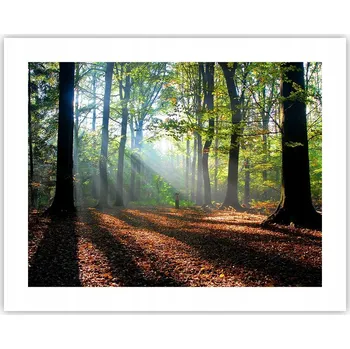 Obraz Obraz plakát na zeď bez rámu 50x40 les foto plakáty do obýváku ložnice