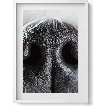 Obraz Elegantní obraz v bílém rámu Detail zvířecího nosu 50x70 cm