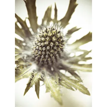 Obraz Plakát Detail květu bodláku bez rámu 20,5 x 28,4 cm