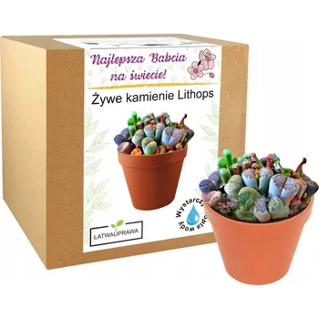 Sada pro pěstování Živé kameny dárek ke Dni babiček, nejlepší babičce, květina