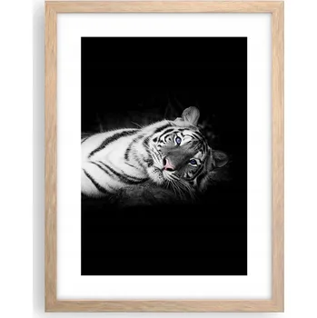 Obraz Obraz plakát v rámu světlý dub do obýváku 30x40 tygr bílý na zeď