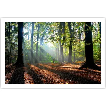 Obraz Obraz plakát do obýváku nebo ložnice 91x61 cm - lesní motiv, foto plakáty na zeď (bez rámu)