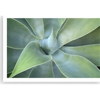 Obraz Obraz plakát do obýváku ložnice 91x61 Sukulent fotografie na zeď bez rámu