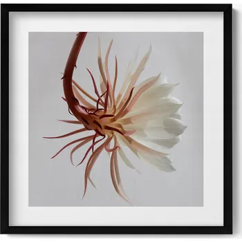 Obraz Dekorace obraz v rámu na zeď do obýváku Jemná rostlina boho 50x50 cm