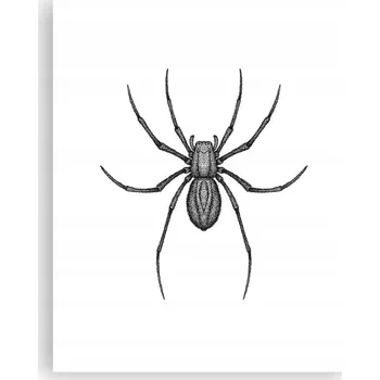 Obraz Obraz plakát na zeď bez rámu 40x50 pavouk foto plakáty do obýváku ložnice
