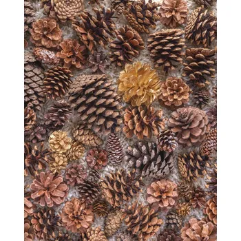 Obraz Plakát Šišky bez rámu 40 x 50 cm