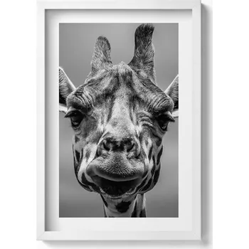 Obraz Obraz v bílém rámu dekorace na zeď Černobílá hlava žirafy 40x60 cm