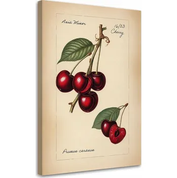 Obraz OBRAZ DO KUCHYNĚ Ovoce Vintage Višeň NA PLÁTNĚ 60x90