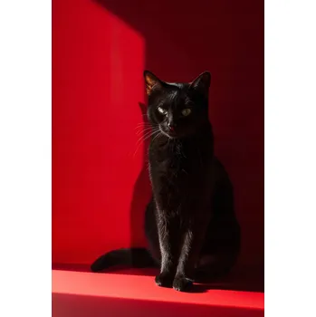 Plakát Plakát Elegance ve stínu bez rámu 68 x 101 cm