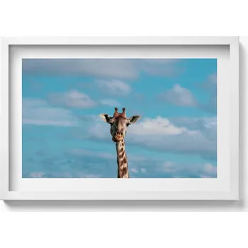 Obraz Obraz s bílým rámem a grafikou na zeď Hlava žirafy na pozadí oblohy 60x40 cm