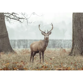 Obraz Plakát Jelen v lese bez rámu 66,5 x 46,5 cm