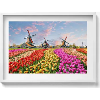 Obraz Obraz s rámem a grafikou na zeď Krajina s tulipány Holandsko 70x50 cm