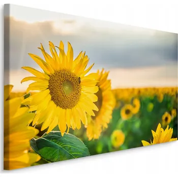 Obraz Obraz do Obýváku KVĚTINY Slunečnice 3D Efekt 90x60