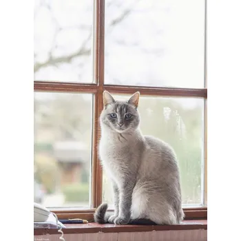 Obraz Plakát Kočka na parapetu okna bez rámu 20,5 x 28,4 cm