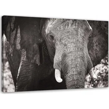 Obraz Obraz na plátně - Canvas, černobílý slon 60x40