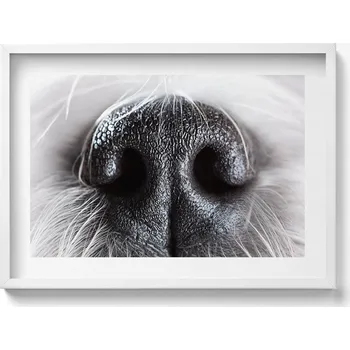 Obraz Dekorativní nástěnný obraz v rámu do obýváku Detail zvířecího nosu 70x50 cm