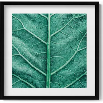 Obraz Obraz s černým rámem a grafikou na zeď Detail žilnatiny listu 50x50 cm