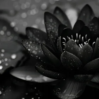 Plakát Plakát Lotos v černém provedení bez rámu 50 x 50 cm