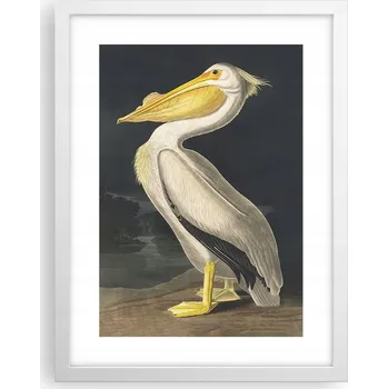 Obraz Obraz plakát v bílém rámu do obýváku 30x40 pelikán foto plakáty na zeď