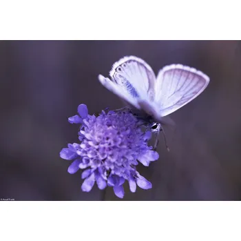 Obraz Plakát Motýl na květu bez rámu 30 x 20 cm