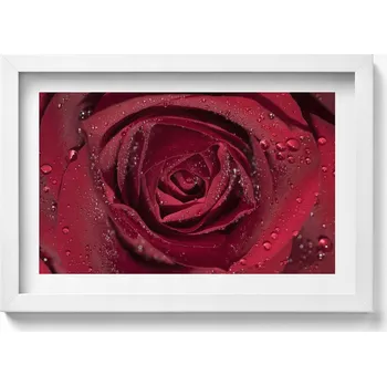 Obraz Ozdobný nástěnný obraz s grafikou Detail červené růže v rose 30x20 cm