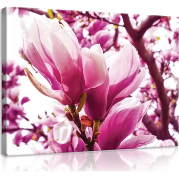 Obraz OBRAZ NA PLÁTNĚ 80x60 KVĚTY MAGNOLIE