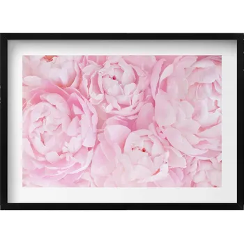 Obraz Nástěnný dekorativní foto obraz v černém rámu Jemné pivoňky 70x50 cm
