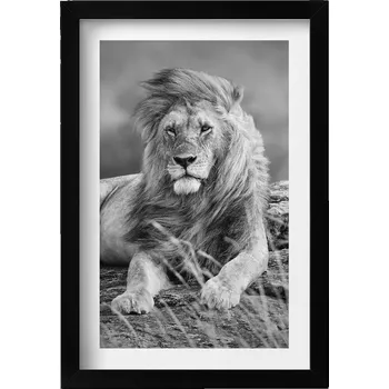 Obraz Elegantní obraz v černém rámu Majestátní zvíře lev 20x30 cm