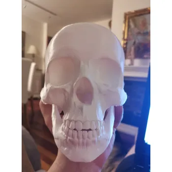 Obraz Lebka 3D tisk SPA Ordinace Školení