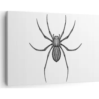 Obraz Obraz na plátně do obýváku ložnice 70x50 pavouk foto obrazy na zeď