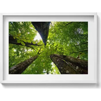 Obraz Elegantní obraz do obývacího pokoje v bílém rámu Zelené listnaté stromy 70x50 cm