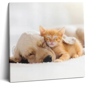 Obraz Foto Obraz Canvas Na Rámu Do Kanceláře Spící Zvířata Kočka A Pes 60x60 cm